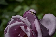 Click to see 007 Frayed.jpg