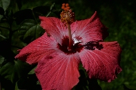 Click to see 008 Flagrant.jpg