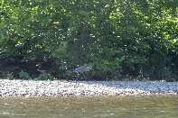 Click to see 012 Shy Blue.jpg