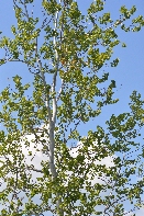 Click to see 013 Towering Beech.jpg