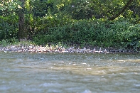 Click to see 015 17 Mergansers.jpg