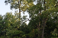 Click to see 017 Bald Eagle.jpg