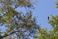 Click to see 018 Bald Eagle.jpg