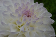 Click to see 025 Delicate.jpg