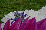 Click to see 027 Subtle.jpg