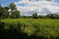 Click to see 050 The Field.jpg