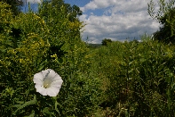 Click to see 051 Wild Glory.jpg