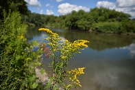 Click to see 053 Otselic Bouquet.jpg