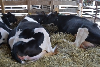 Click to see 079 Just Friends.jpg