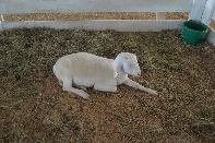 Click to see 081 More Adorable.jpg