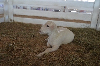 Click to see 082 Oh Please.jpg