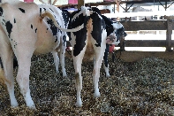 Click to see 083 Can't Quite Reach.jpg