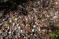 Click to see Dorchester 04.jpg