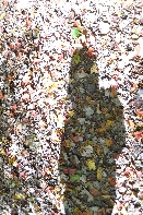 Click to see Dorchester 05.jpg