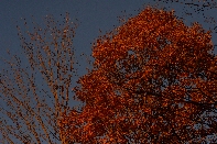 Click to see Light 02.jpg