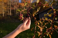 Click to see Light 04.jpg