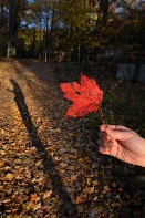 Click to see Light 05.jpg