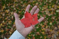 Click to see Light 08.jpg