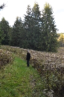 Click to see Long Pond 05.jpg