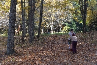 Click to see Tree 02.jpg