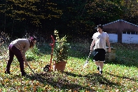 Click to see Tree 03.jpg