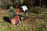 Click to see Tree 07.jpg