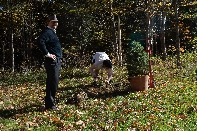 Click to see Tree 08.jpg