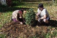 Click to see Tree 09.jpg