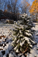 Click to see Tree 10.jpg