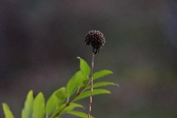 Click to see 05 Singular.jpg