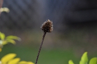 Click to see 06 Spiny.jpg