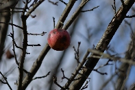 Click to see 11 Unfallen.jpg