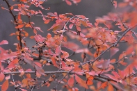 Click to see 13 Color.jpg