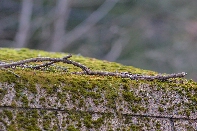 Click to see 14 Mossy.jpg