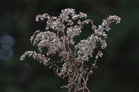 Click to see 15 Feathery.jpg