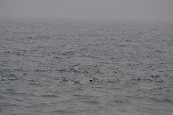 Click to see 27 Dauntless Ducks.jpg