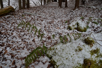 Click to see 32 Frozen Ferns.jpg