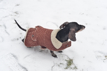 Click to see 34 Shiloh's Coat.jpg