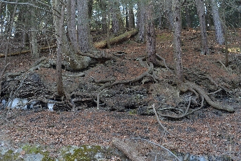 Click to see 14 Ancient Roots.jpg