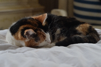 Click to see 28 Cloey 01.jpg