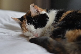 Click to see 29 Cloey 02.jpg