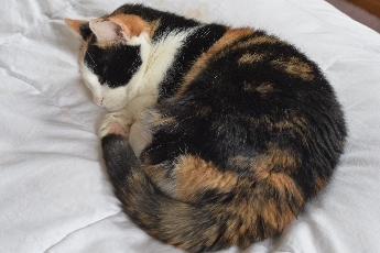 Click to see 30 Cloey 03.jpg