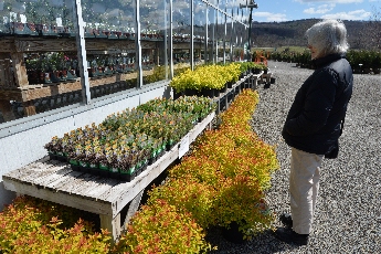 Click to see 31 W&W Gardens 01.jpg