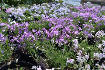 Click to see 33 W&W Gardens 03.jpg