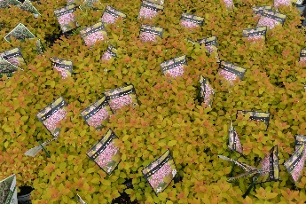 Click to see 34 W&W Gardens 04.jpg