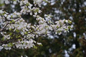 Click to see 08 Chapin Dogwood.jpg
