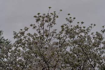 Click to see 09 Cloud Blossoms.jpg
