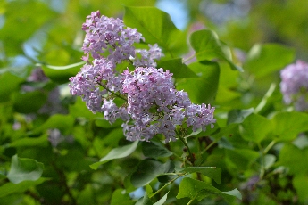 Click to see 10 Chapin Lilacs.jpg