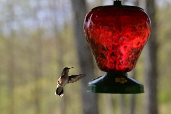 Click to see 22 Hovering.jpg