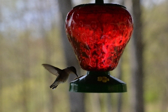 Click to see 23 Feeding.jpg